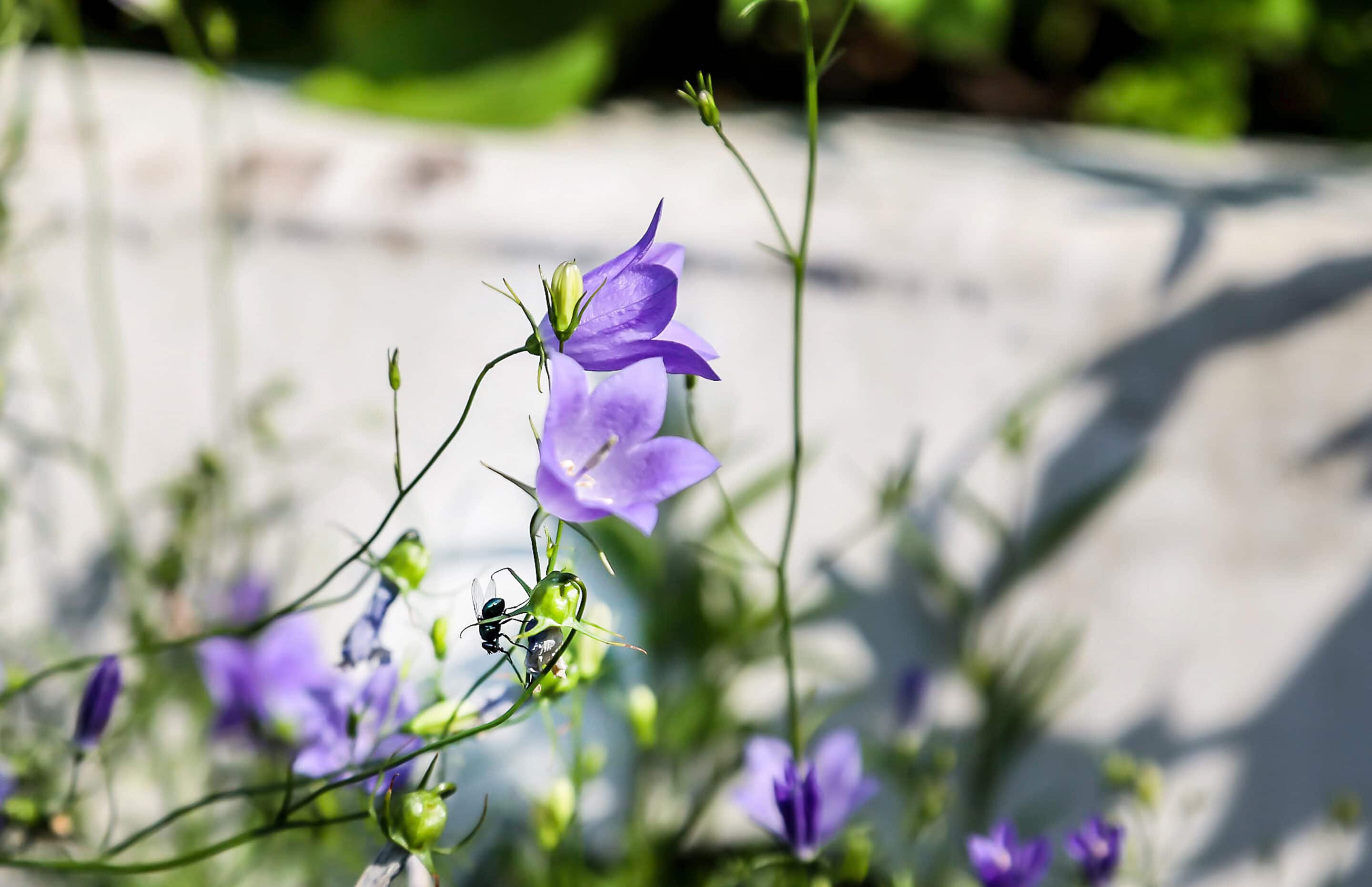 Bosch Beton - De bio-keerwand draagt positief bij aan biodiversiteit