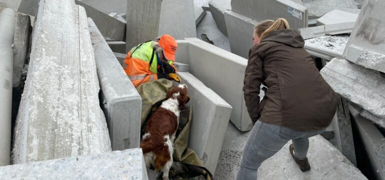 Reddingshonden trainen op terrein bij Bosch Beton